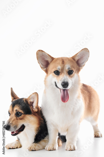Pembroke Welsh Corgi portrait isolated on white studio background with copy space  family of two purebred dogs