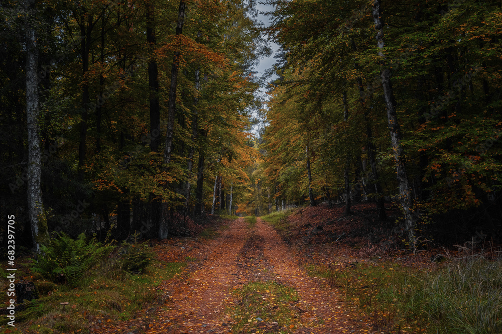 Obraz premium Autumn forest path 