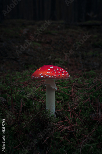Fly agaric in moody forest