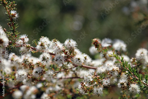 Blooms on a White Kunzea bush, New South Wales Australia
 photo