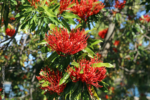 Firewheel tree blooms in spring  New South Wales Australia 
