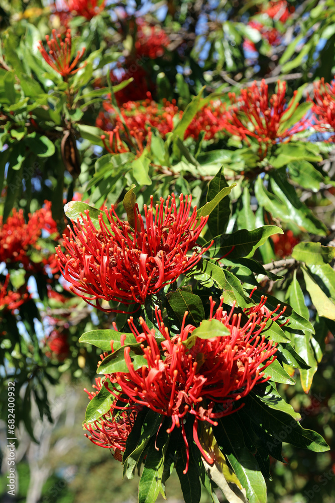Macro image of Firewheel tree blooms in spring, New South Wales Australia
Macro image of Firewheel tree blooms in spring, New South Wales Australia