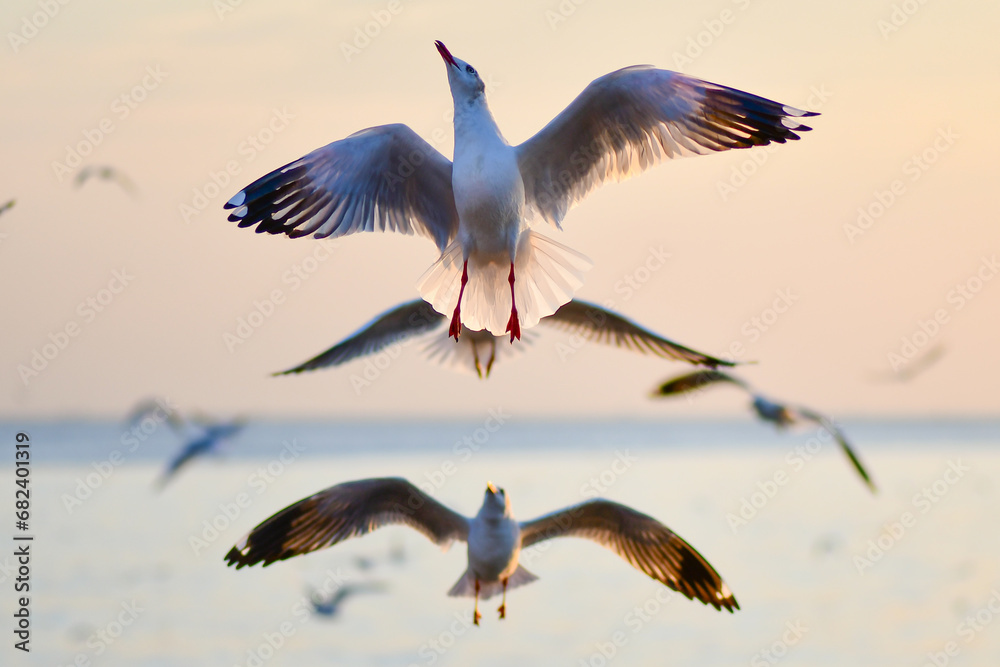 Obraz premium seagull in flight
