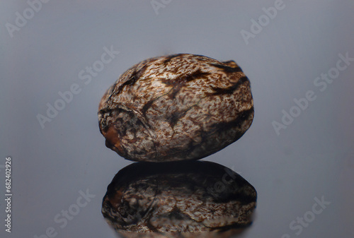 cannabis plants in vegetative stage