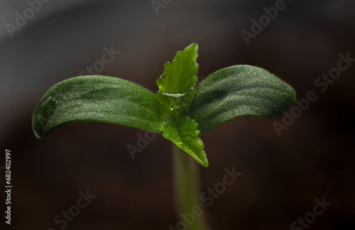 cannabis plants in vegetative stage