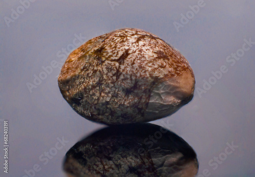 cannabis plants in vegetative stage