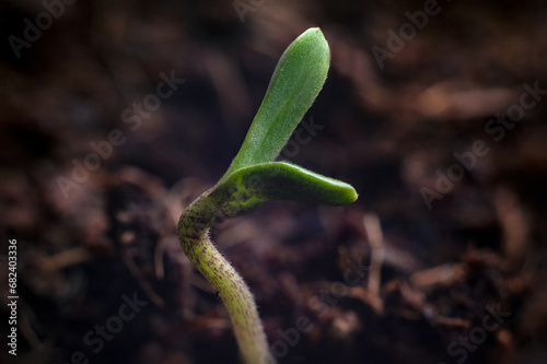 cannabis plants in vegetative stage