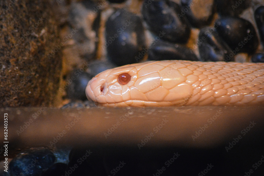 Fototapeta premium The king cobra, Ophiophagus hannah is a venomous snake species