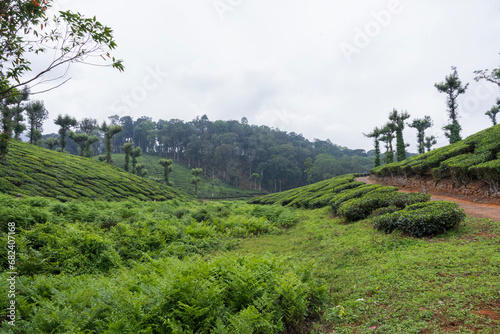 tea plantation in kerala india