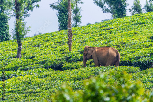 Photography asian elephant in tea plantation in kerala india