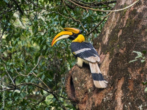 grate indian hornbil kerala state bird