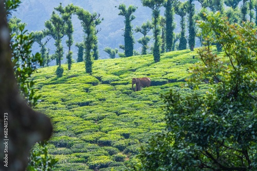 asian elephant in tea plantation in kerala india