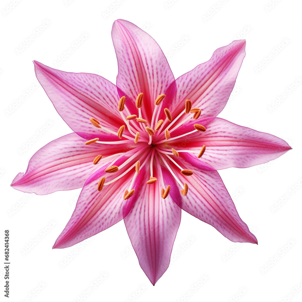 isolated illustration of pink exotic flower. Created with Generative AI isolated illustration of pink exotic flower. Created with Generative AI