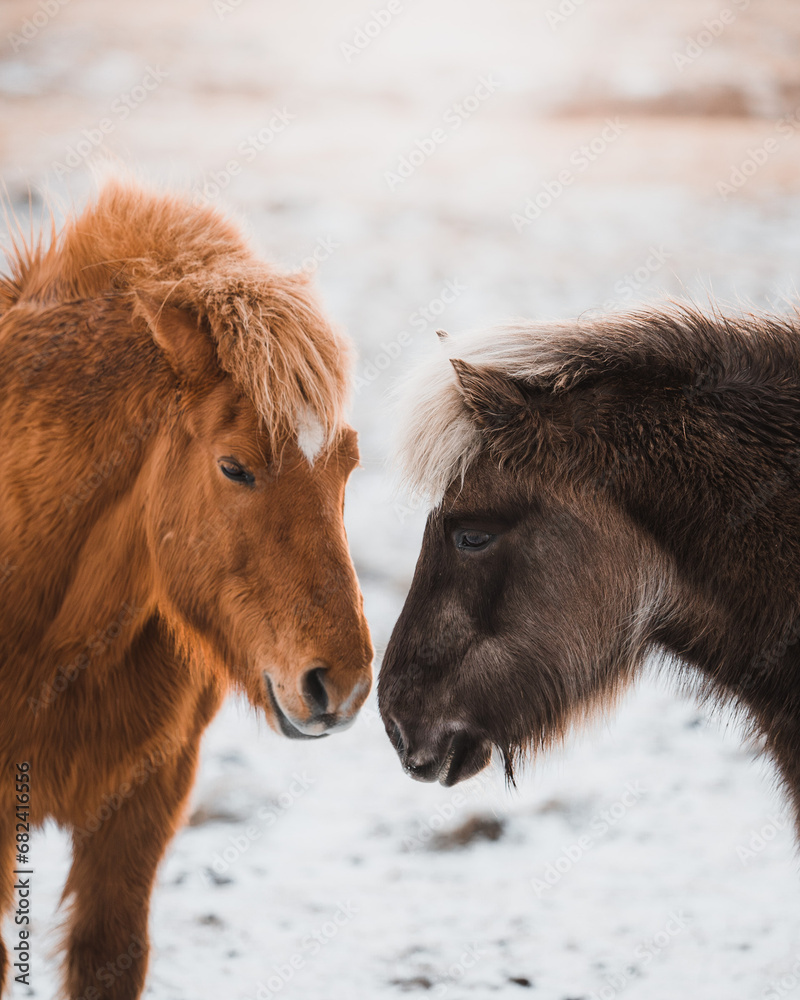 two horses in winter - obrazy, fototapety, plakaty 