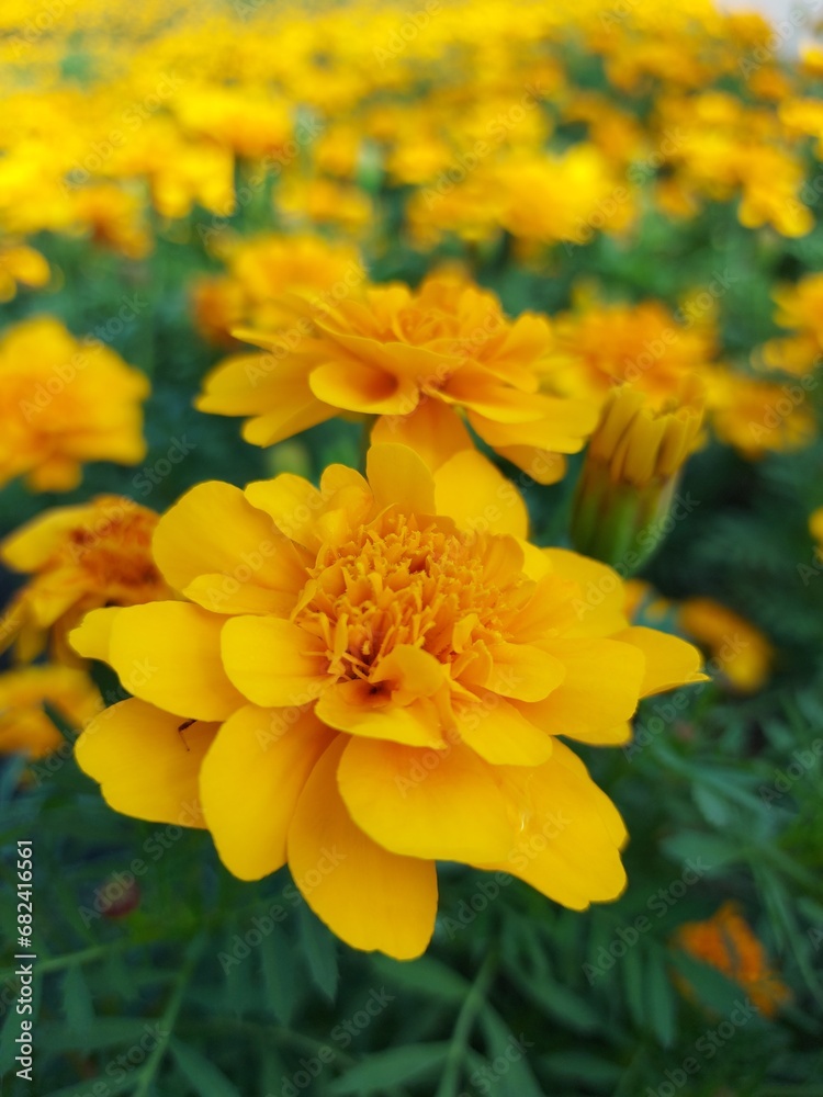yellow flower yellow flower
