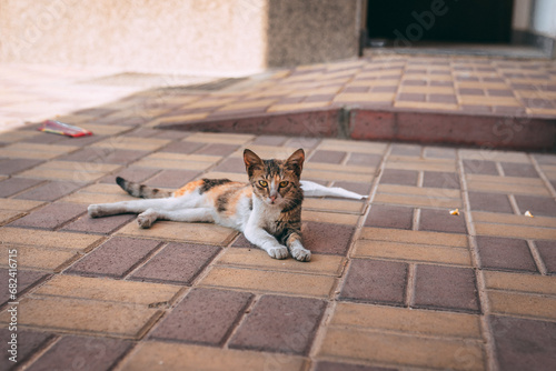 Fototapeta Naklejka Na Ścianę i Meble -  cat on the street