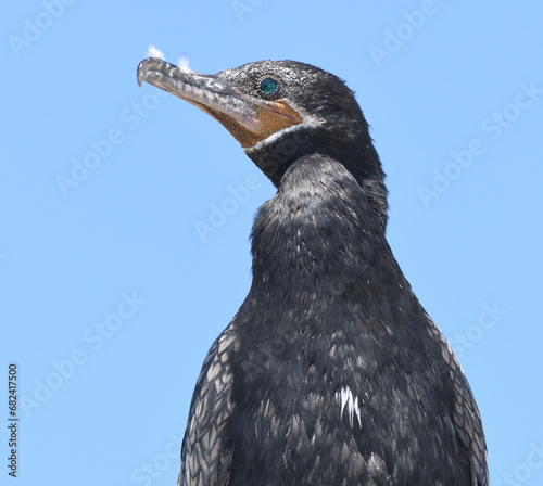 Portrait of a neotropic cormorant (Nannopterum brasilianum). Ballestas Islands. Paracas, Peru. photo