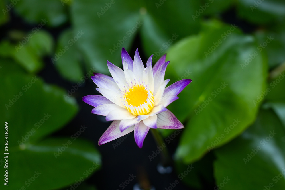 A water lily with a lilac border surrounded by green leaves blooms in a pond A water lily with a lilac border surrounded by green leaves blooms in a pond