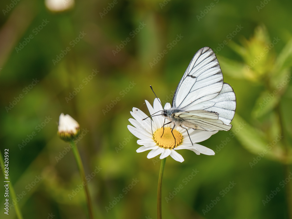 A Black-veined White Butterfly. A Black-veined White Butterfly.