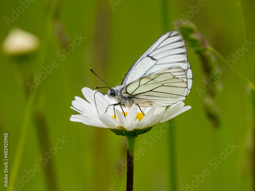 A Black-veined White Butterfly.