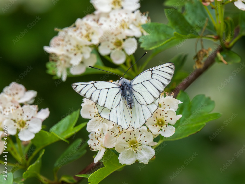 Fototapeta premium A Black-veined White Butterfly.