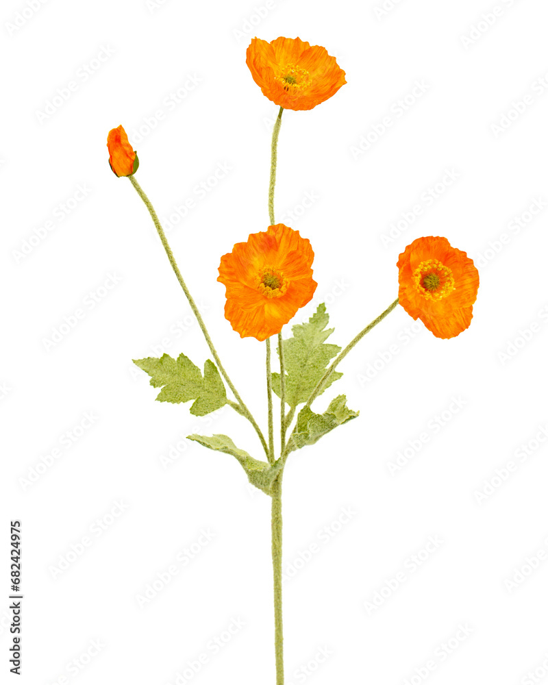 Naklejka premium Image of flower
