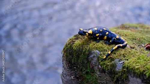 salamander waits on a rock by the stream 