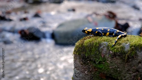salamander waits on a rock by the stream 