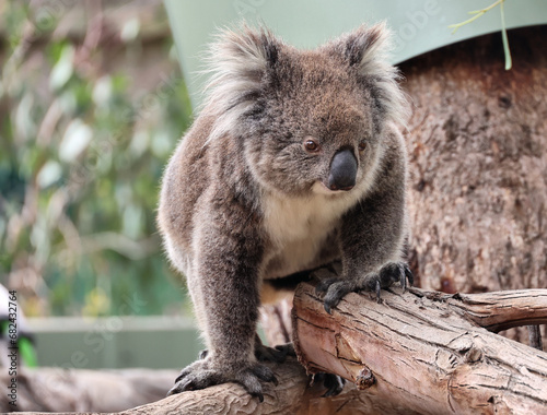 Koala