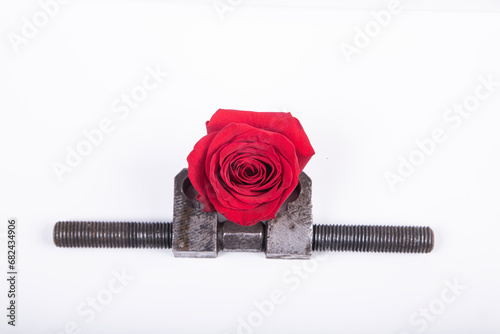 red rose flower in rusty steel vice photo
