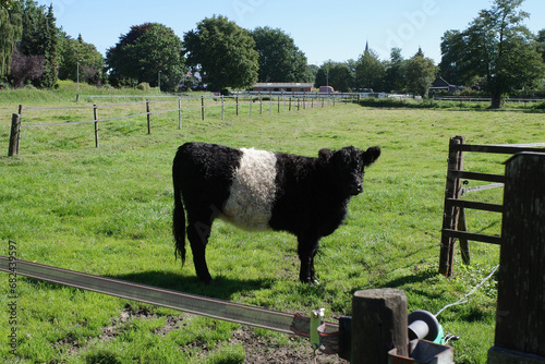 Cute black and white cow with curly hair. It's a belted Galloway photo