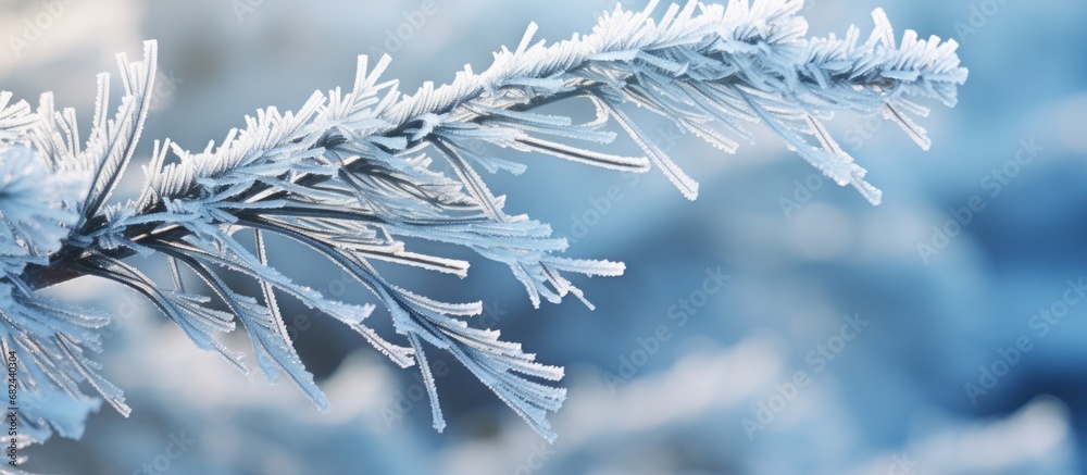 Closeup Pine tree branches leaves covered hoarfrost in white snowy blur background. AI generated