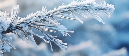 Closeup Pine tree branches leaves covered hoarfrost in white snowy blur background. AI generated