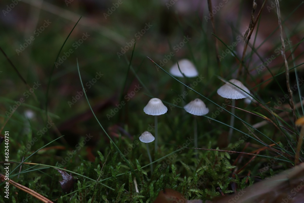 a group of tiny mushrooms close-up growing in the forest. exploring forest, autumn forest concept a group of tiny mushrooms close-up growing in the forest. exploring forest, autumn forest concept