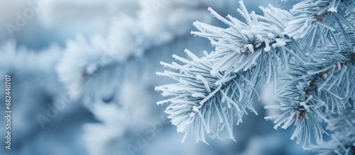 Macro view Pine tree branches covered hoarfrost in white snowy blur background. AI generated image © yusufadi