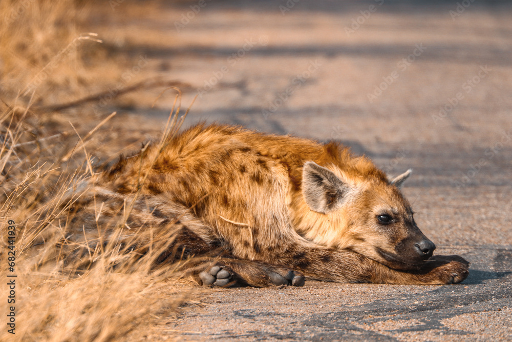 Fototapeta premium Iena on the road