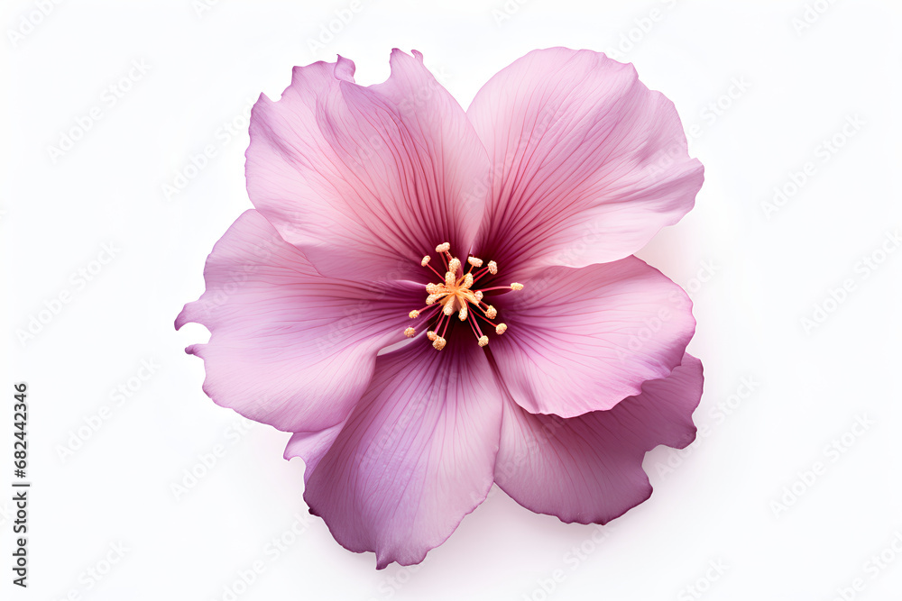 Beautiful lilac flower isolated on White Background Macro Photography