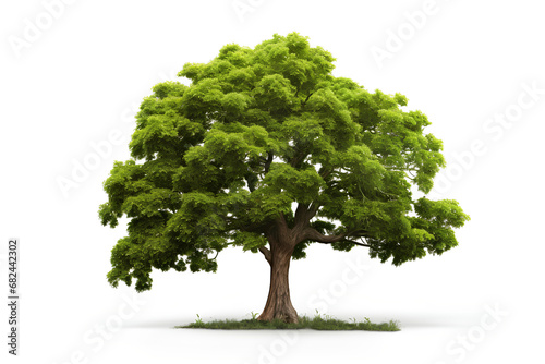Realistic silhouette big green tree with green leaves png isolated on White Background 
