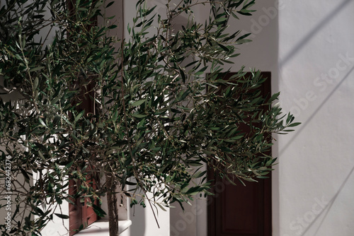 olive tree plant , greek style house, whitewashed walls, hot summer day, shadow, sun light, property atrium