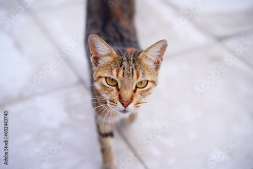 Portrait of shorthair stripped cat.