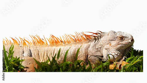 iguana on the grass isolated on white background with clipping path.