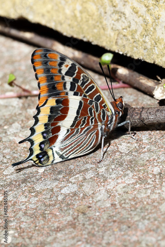 Two tailed Pasha butterfly