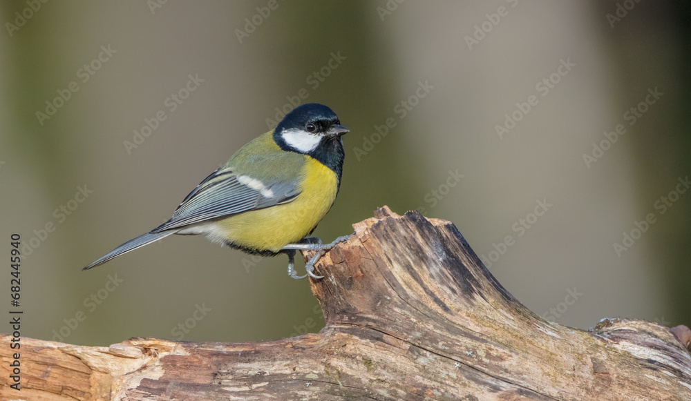 Great tit in autumn at a wet forest Great tit in autumn at a wet forest
