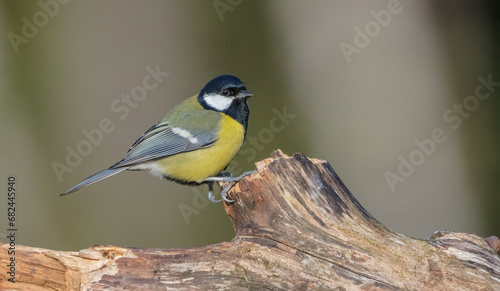 Great tit in autumn at a wet forest