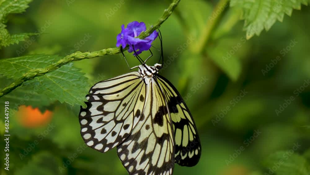 Close up view of a tree nymph butterfly sitting on a purple flower. Close up view of a tree nymph butterfly sitting on a purple flower.