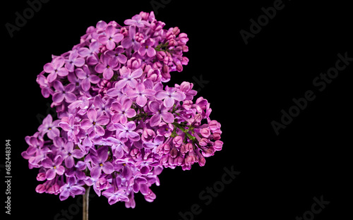 Lilac flowers isolated on black background.