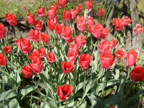 tulip red flower scient. name Tulipa gesneriana photo
