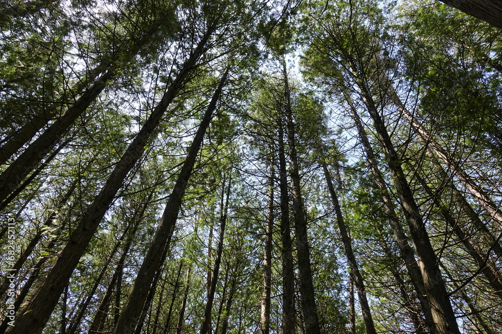 trees in the forest trees in the forest