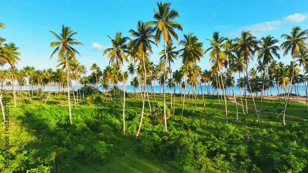 Thai palm grove on sandy beach with blue sky summer landscape background. Beautiful coconut trees on the beach of Phuket Thailand. Palm trees against the blue sky. Travel to a tropical paradise.