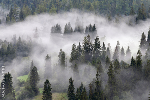 Autumn landscape in a nature reserve. Fog over the forest. © roobcio